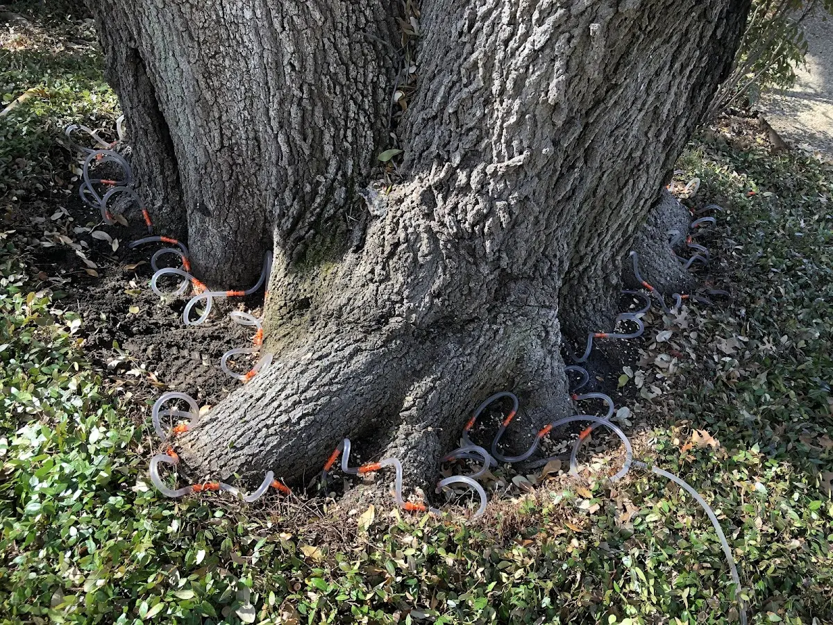 Detailed Tree Cabling and Bracing job site in Cordesville