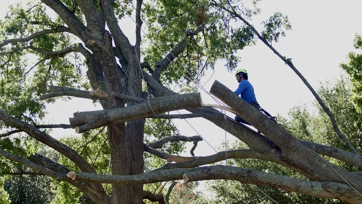 Professional Crown Thinning performed by certified arborists in Cordesville